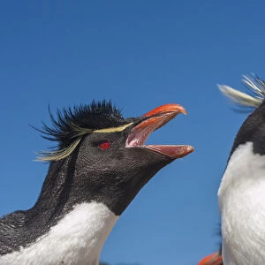 Falkland Islands, Bleaker Island. Rockhopper penguins greeting