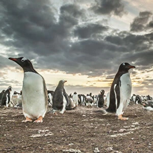 Falkland Islands, Bleaker Island. Gentoo penguin colony at sunset