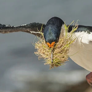 Falkland Islands, Carcass Island. Imperial shag flies with nesting material. Credit as
