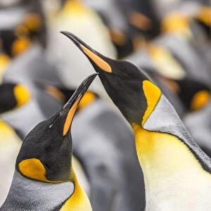 Falkland Islands, East Falkland. King penguins in colony