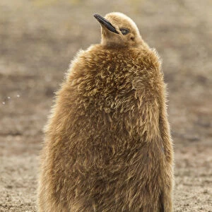 Falkland Islands, East Falkland, Saunders Island. King penguin chick or oakum boy