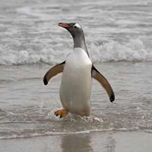 Falkland Islands, Grave Cove. Gentoo penguin returning from ocean