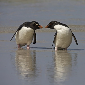 Falkland Islands. Rockhopper penguins on beach