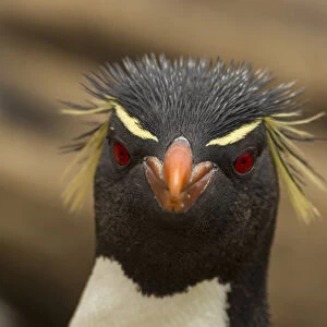 Falkland Islands, Saunders Island. Rockhopper penguin portrait