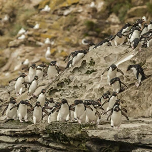 Falkland Islands, Saunders Island. Rockhopper penguins heading for beach. Credit as