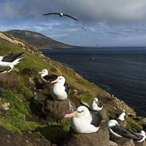 Falkland Islands, Saunders Island. Black-browed albatross nesting