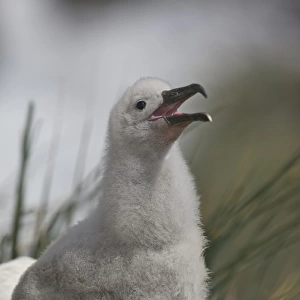 Falkland Islands, Saunders Island. A juvenile albatross calls from atop its nest