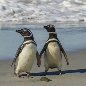 Falkland Islands, Sea Lion Island. Magellanic penguins on beach
