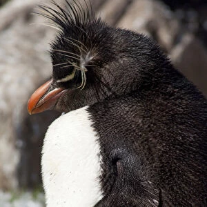 Falkland Islands, West Falkland, Saunders Island. Southern Rockhopper penguin (wild