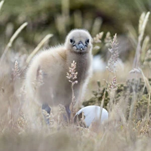 Falkland Skua chick, Falkland Islands