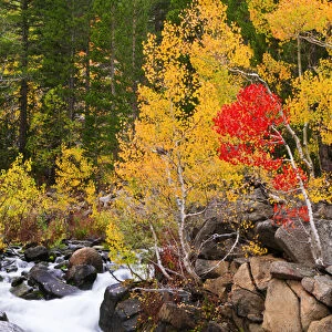 Fall color along Bishop Creek, Inyo National Forest, Sierra Nevada Mountains, California