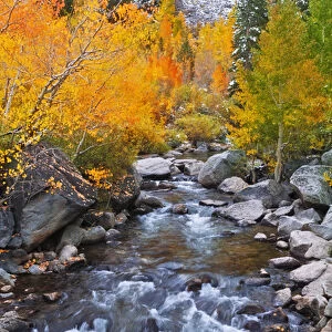 Fall color along Bishop Creek, Inyo National Forest, Sierra Nevada Mountains, California