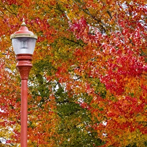 Fall color in downtown Issaquah