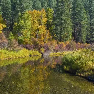Fall color, Leavenworth National Fish Hatchery, Wenatchee National Forest, Washington State, USA Fall color, Leavenworth National Fish Hatchery, Wenatchee National Forest, Washington State, USA