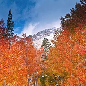 Fall color along the North Lake road, Inyo National Forest, Sierra Nevada Mountains