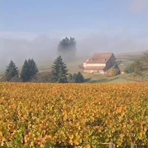 Fall colors blanket the Pinot Noir grapevines that slope up the the fog misted Domaine