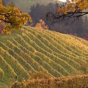 Fall colors over Chehalem vineyard near Newberg, ORegon, USA
