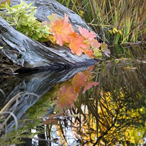Fall Colors Leaves Fall Colors Van Dusen Gardens Vancouver British Columbia, Canada