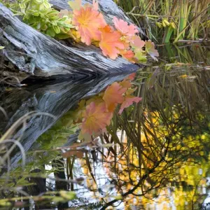 Fall Colors Leaves Fall Colors Van Dusen Gardens Vancouver British Columbia, Canada Fall Colors Leaves Fall Colors Van Dusen Gardens Vancouver British Columbia, Canada