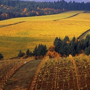 Fall colors in vineyards of the Red Hills above Dundee, Oregon