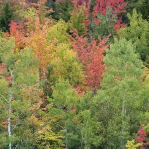 Fall colors in the White Mountains, New Hampshire Fall colors in the White Mountains, New Hampshire