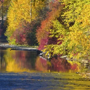 Fall foliage, Nason Creek, Wenatchee National Forest, Washington State, USA Fall foliage, Nason Creek, Wenatchee National Forest, Washington State, USA