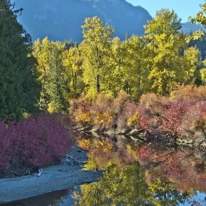Fall foliage, White River Area, Wenatchee National Forest, Washington State, USA Fall foliage, White River Area, Wenatchee National Forest, Washington State, USA