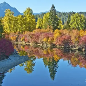 Fall foliage, White River Area, Wenatchee National Forest, Washington State, USA Fall foliage, White River Area, Wenatchee National Forest, Washington State, USA