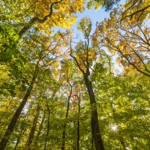Fall in a forest in Amesbury, Massachusetts