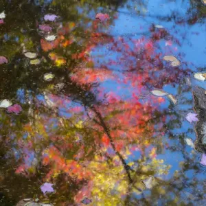 Fall leaves in Basin Cascade, New Hampshire Fall leaves in Basin Cascade, New Hampshire