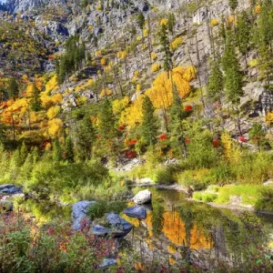 Fall Yellow Red Green Colors Reflection Wenatchee River Reflections Stevens Pass Fall Yellow Red Green Colors Reflection Wenatchee River Reflections Stevens Pass