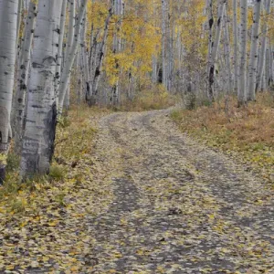 Fallen Aspen Leaves in Fall Keebler Pass, Colorado on Dirt Road Fallen Aspen Leaves in Fall Keebler Pass, Colorado on Dirt Road