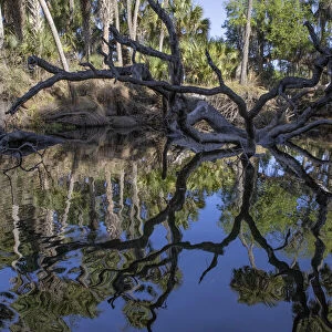 Fallen tree reflected on the Econlockhatchee River, a blackwater tributary of the St. Johns River, near Orlando, Florida