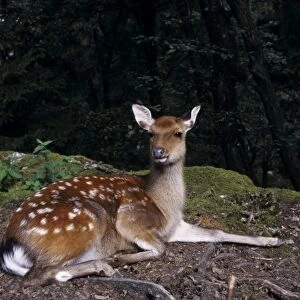 Fallow Deer, Dama dama, female, captive, Goldau, Switzerland