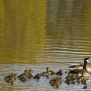 Family of Canada Geese in pond at Ninepipe WMA in the Mission Valley of Montana