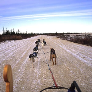 Famous Dog sledding team tundra near Churchill Northern Studies Centre Churchill