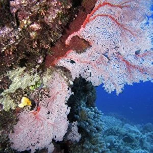 Fan Coral, Agincourt Reef, Great Barrier Reef, North Queensland, Australia