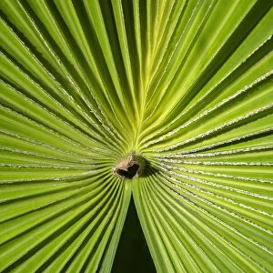 Fan palm, USA