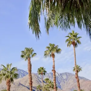 Fan Palms Trees Palm Springs California washingtonia filifera Fan Palms Trees Palm Springs California washingtonia filifera