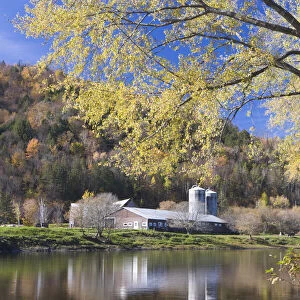 A farm on the Connecticut River in Maidstone, Vermont. Silver maple. Fall