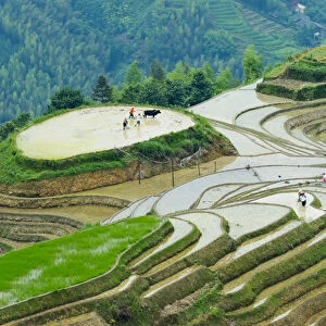 Farmer plowing water filled rice terrace with water buffalo, Longsheng, Guangxi Province