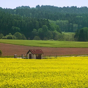 Farmlands of canola, South Bohemia, Czech Republic