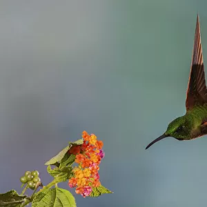Fawn-breasted brilliant hummingbird