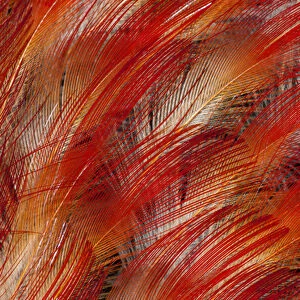 Feathers of the King Bird of Paradise