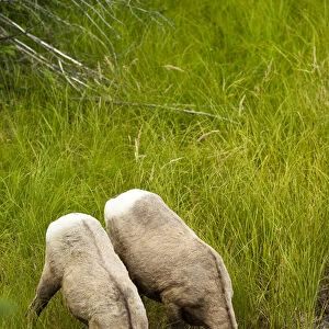Female big horn sheep in Jasper National Park, Alberta, Canada