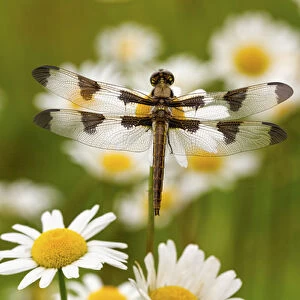 Female Blue Dasher dragonfly on daisy, Pachydiplax longipennis, Kentucky
