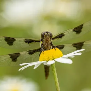 Female Blue Dasher Dragonfly Print on Daisy Female Blue Dasher Dragonfly Print on Daisy