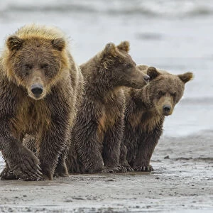 Female Brown bear and cubs, Silver Salmon Creek, Lake Clark National Park, Alaska