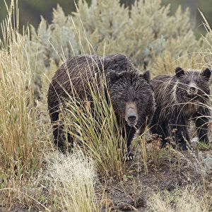 Female Grizzly bear (Brown Bear) with cub, Lamar Valley, Yellowstone National Park
