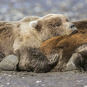 Female grizzly bear with second year cub sleeping on her back, Lake Clark National Park and Preserve, Alaska